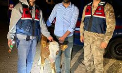 Çalınan büyükbaş hayvanlar sahibine teslim edildi