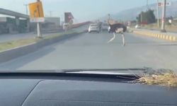 Çiftlikten Kaçtı Trafiği Birbirine Kattı
