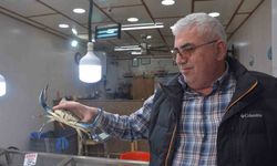 Dev mavi yengeç görenleri şaşırttı