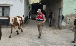 Kaybolan hayvanları jandarma buldu