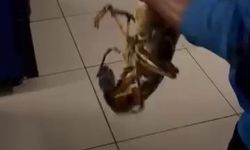 Körfezde dev istakoz yakalandı