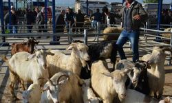 Şap alarmı: 15 mahalle karantinaya alındı