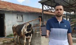 Sosyal medyada  kurbanlık danaları almak isterken 200 bin TLden oldu,