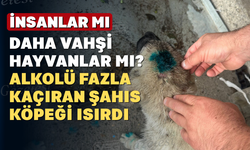 İşler Tersine Döndü Bu Kez İnsan Köpeği Isırdı