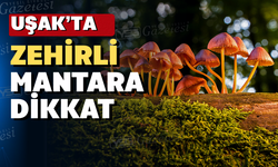 Uşak’ta mantar zehirlenmelerine karşı uyarı yapıldı