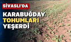 Sivaslı'da karabuğday tohumları boy verdi