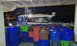 6 ton kaçak kalkan balığı ele geçirildi