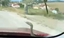 ’aracın kaputundan çıkan yılan’ şaşkınlığı