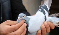 Her gün kümeslerine gelerek kuşlarıyla yakından ilgileniyorlar