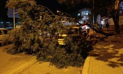 Otomobilin üzerine ağaç devrildi