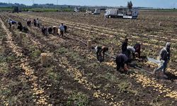 Patateste fiyat 7 liraya kadar geriledi