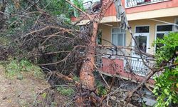 Rüzgara dayanamayan dev ağaç binanın üzerine devrildi