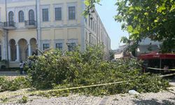 Tarihi çarşı girişindeki dev çınar devrildi