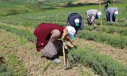 Tıbbi ve aromatik bitkilere bahar temizliği yapılıyor