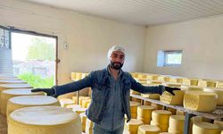 Tonlarca süt, eski kaşar için işleniyor