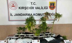 Yasaklı madde operasyonu: 40 kök kenevir ele geçirildi
