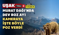 Murat Dağı’nda dev boz ayı fotokapana yakalandı