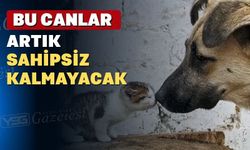 Uşak’ta sokak hayvanları sahipsiz kalmayacak