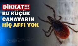 Uşak Veteriner Hekimleri Odası’ndan ‘KKKA’ uyarısı