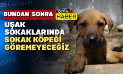 Uşak’ta 7 bin canın ev sahibi olması için çalışılıyor