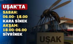 Uşak’ta sineklerin yaz mesaisi başladı; vatandaş çok rahatsız