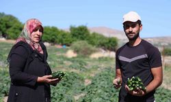 Hal fiyatına organik salatalık