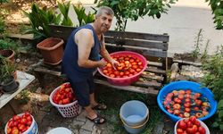 Kadınların salça yapım telaşı başladı
