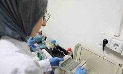 Kanseri önlemede yeni bir adım: kereviz tohumu