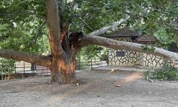 Piknik alanında ağaç dalı devrildi 11 kişi yaralandı