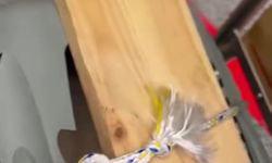 Uçağa verdiği evcil hayvanlarını teslim alınca çılgına döndü