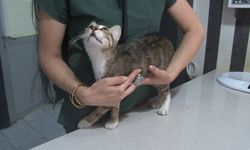 Yaz aylarında evcil hayvanlarla ilgili dikkat edilmesi gerekenler