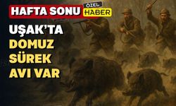 Uşak’ta 5 köy domuz sürek avına çıkıyor