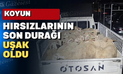 Koyunları Isparta'da çaldılar Uşak'ta yakalandılar