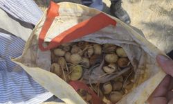 Ağaçtan incir çaldı, jandarma ekipleri yakaladı.