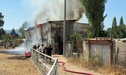 Hayvan damı yandı: 1 at, 2 keçi telef oldu