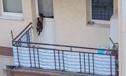 Kedinin balkonda tutulduğu iddiası ekipleri harekete geçirdi