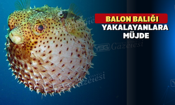 Balon balığı yakalayanlara  para  desteği sağlanacak