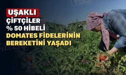 Uşaklı çiftçilerin yüzü dağıtılan domates fideleriyle güldü