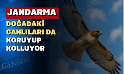 Yaralı Şahin Uşak Jandarmasının elinde hayata döndü