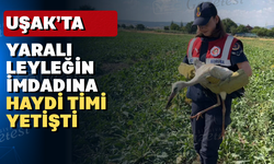 Uşak'ta bulunan yaralı leyleğe yardım eli