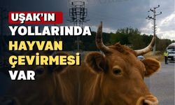 Uşak yollarında şap denetimi yapılıyor