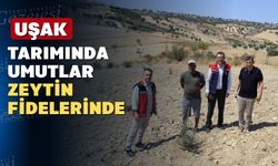 Uşak’ta zeytinin yaprağı yeşil