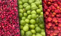 Türkiye İstatistik Kurumu (TÜİK), Ağustos ayına ilişkin Tarım-ÜFE istatistiklerini yayımladı.