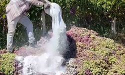 6 ton üzüm yasaklı ilaç kullanıldığı için  imha edildi