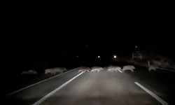 Domuz sürüsüne çarpmamak için karşı şeride geçti