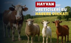 Uşaklı hayvan üreticileri için desteklere başvuru süresi başladı