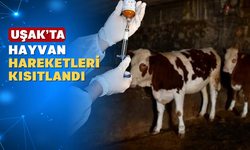 İlçemizde Şap Hastalığı Nedeniyle Hayvan Hareketleri Yasaklandı