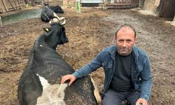 35 litre süt veren sığıra şap vurdu bir çay bardağı süt vermeye başladı