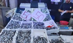 Karadeniz hamsisi tezgahları doldurdu