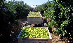 Mandalina hasadında verim yüksek: Kilosu 8-15 TL arasında